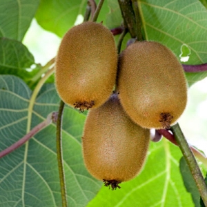 Refined actinidin - kiwi